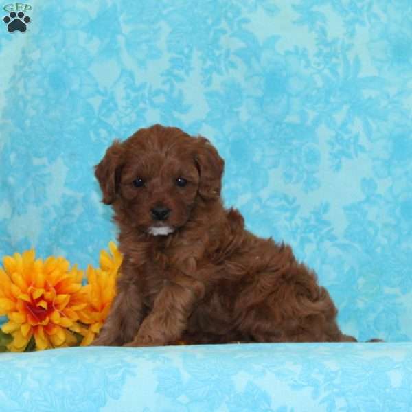 Cookies and Cream, Cavapoo Puppy